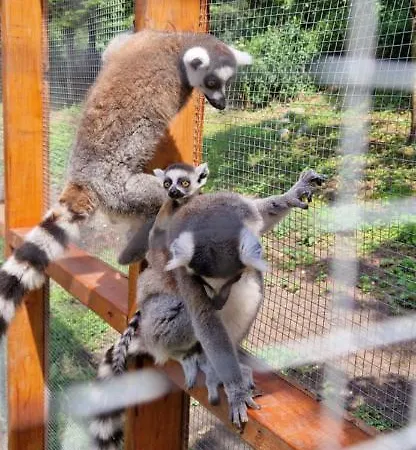 Zakatek W Wiewiecku Wiewiecko