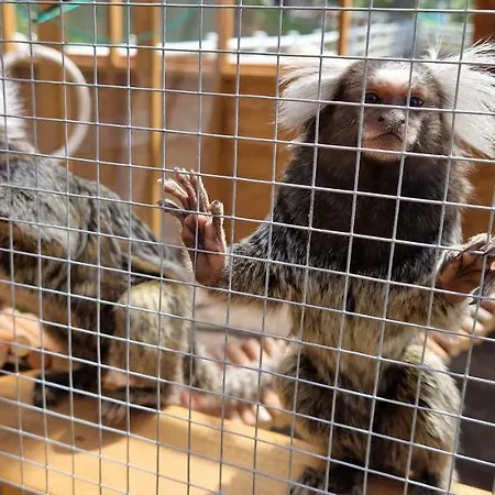 Zakatek W Wiewiecku Wiewiecko