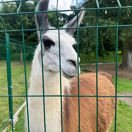 Zakatek W Wiewiecku Çiftlik konaklama *