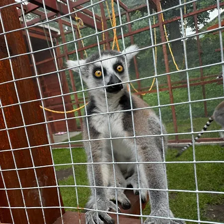 Zakatek W Wiewiecku *