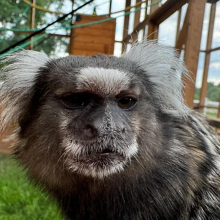 Çiftlik konaklama Zakatek W Wiewiecku *